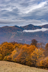 Beech forest in late autumn with colorful dead leaves still on branches and misty mountains in the background