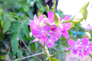 orchid flowers