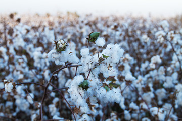 Cotton on the plant ready to be harvested .