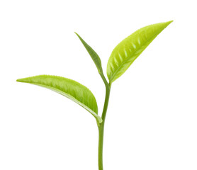 green tea leaf on white background