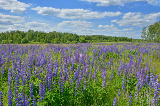 Lupin Field And Clouds