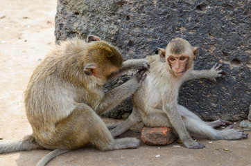 Monkey, The crab-eating macaque. A medium-sized monkey, brown ha