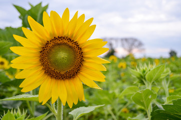 Fototapeta premium Sunflowers garden. Sunflowers have abundant health benefits. Sun