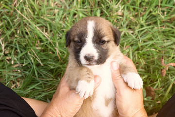 close up background of woman is holding her puppy dog and lift to look it. lens flare sunlight effect.