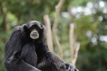 フクロテナガザル