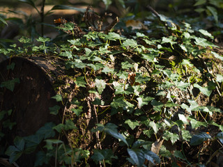 蔦の絡まる倒木