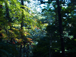 朝日の差す秋の森