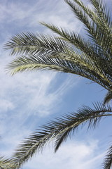 Fototapeta na wymiar branches of palm trees against the blue sky