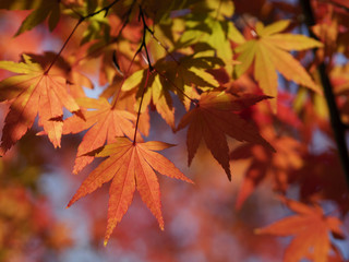 紅葉するもみじの葉をクローズアップ