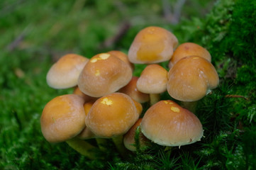 suillus bovinus growing in the forest, also known as the Jersey cow mushroom or bovine bolete