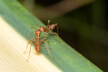 Red ant in the garden
