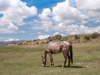 Naklejka na ściany i meble Grazing horse on mountain pasture. Beautiful rural landscape..