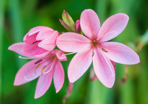 River Lily Lovelies