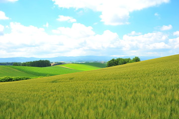 Naklejka premium Green Fields Landscape