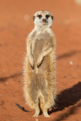 Fototapeta premium Meerkat sentinel on red sand (Suricata suricatta), Kalahari desert, Namibia