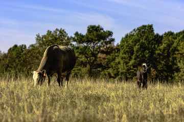 Cow and calf in brown pasture