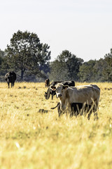 Commercial cows in brown pasture - vertical
