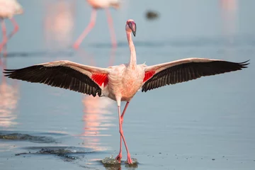 Foto auf Acrylglas Flamingo Zwergflamingo mit offenen Flügeln (Phoeniconaias minor), Walvis Bay, Namibia