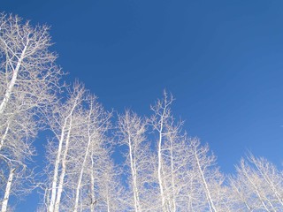 Bare winter aspens against deep blue sky
