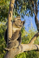 koala dans son arbre profite des derniers rayons de soleil © Seb