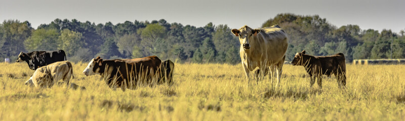 Vaches panoramiques dans un pâturage