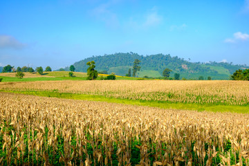 Corn field hill blue sky for background backdrop use - 128019957