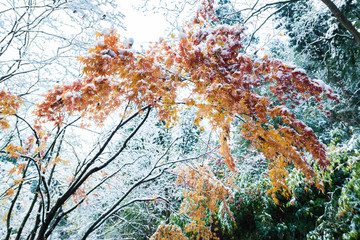 Fototapeta na wymiar Autumn leaves and snow 