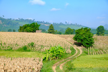 Obraz premium Corn field hill blue sky for background backdrop use