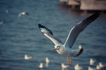 Flying seagull 
