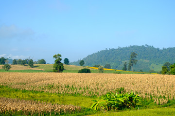 Fototapeta premium Corn field hill blue sky for background backdrop use