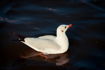 seagull Lying in water