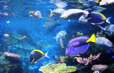 Naklejka na ściany i meble Underwater scene with tropical fish