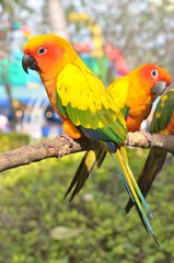 Sun Parakeet or Sun Conure (Aratinga solstitialis) is a medium-sized parrot native to northeastern South America