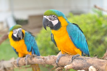Blue-and-yellow Macaw (Ara ararauna) also known as the Blue-and-gold Macaw, a large South American parrot 