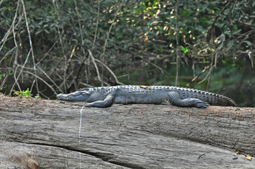 Crocodile at Khao Yai national park, Thailand