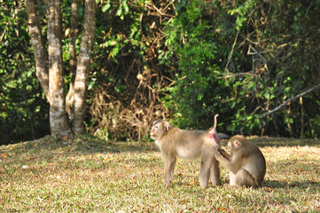 Female macaque plucking flees to her mate at Khao Yai national park, Pig-tailed Macaque