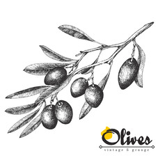 Big olive branch sketch vector illustration, olives hand drawn isolated, vintage olive tree with leaves over white background. Italian cuisine.
