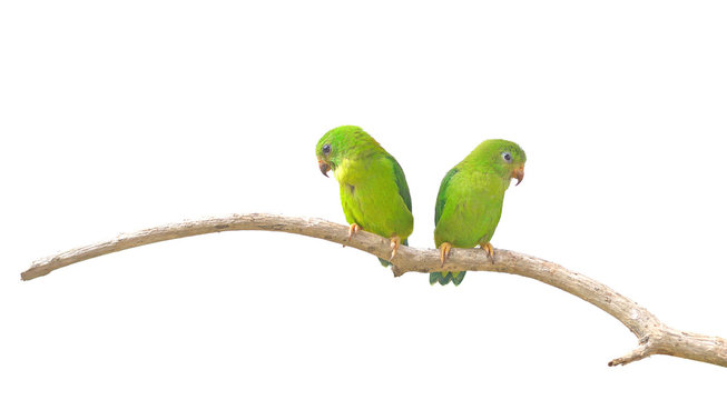 Vernal Hanging Parrot (Loriculus vernalis) isolated on white background, Parrots of Thailand