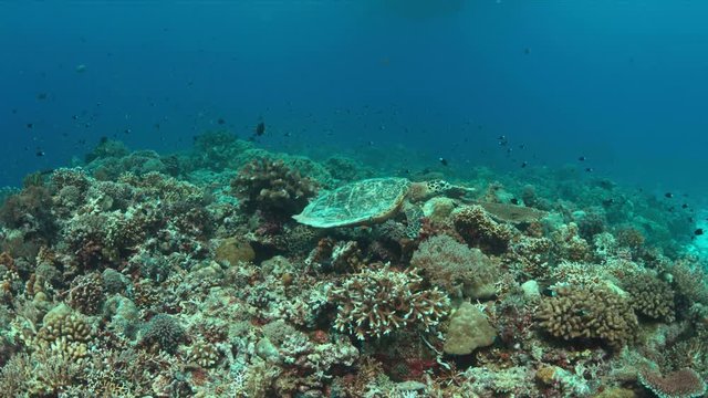 Hawksbill turtle on a Coral reef with plenty fish.  Light reflections, sunrays 4k footage