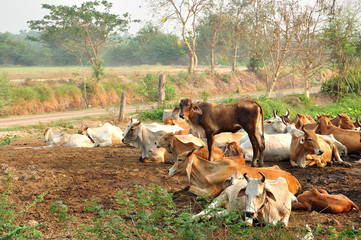 A group of cow resting in a agriculture field - 128021332