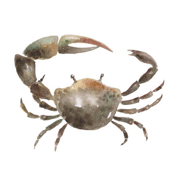 Fiddler crab isolated on a white background, watercolor