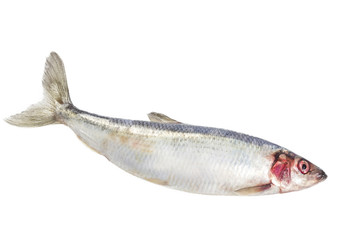 herring isolated on white background