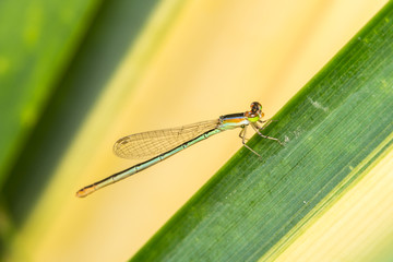 dragonfly pin on plant

