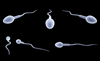 sperm cell isolated on black background.
3d rendered Sperm Cell.