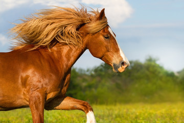 Red horse with long mane portrait run outdoor in summer day