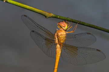 Dragonfly  close-up

