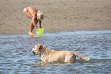 Hund spielt am Strand