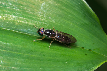 small bug on a green leaf
