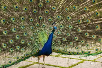 Naklejka premium Peacock