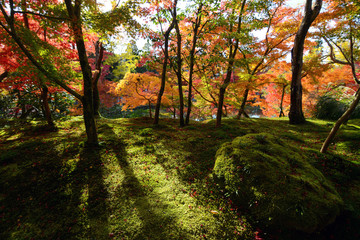 Autumn sunlight beaming through a fall forest of maples onto green moss